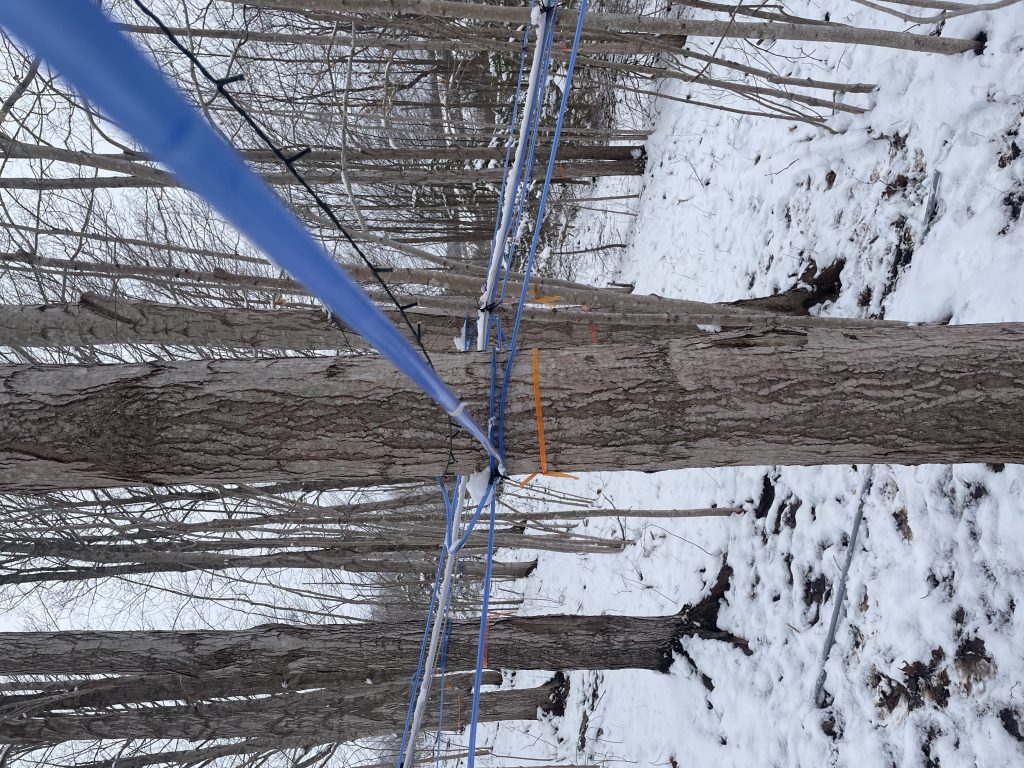 Private Maple Farm Tour: From Tree to Bottle