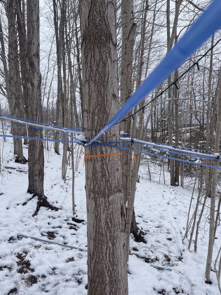 Private Maple Farm Tour: From Tree to Bottle