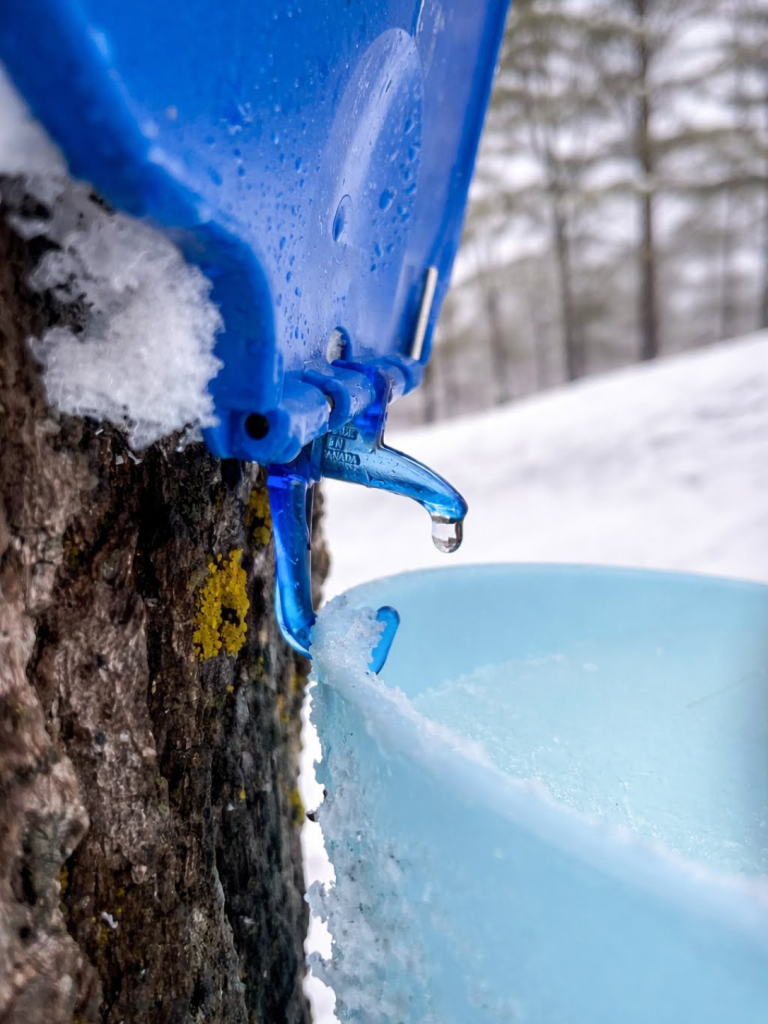 Private Maple Farm Tour: From Tree to Bottle