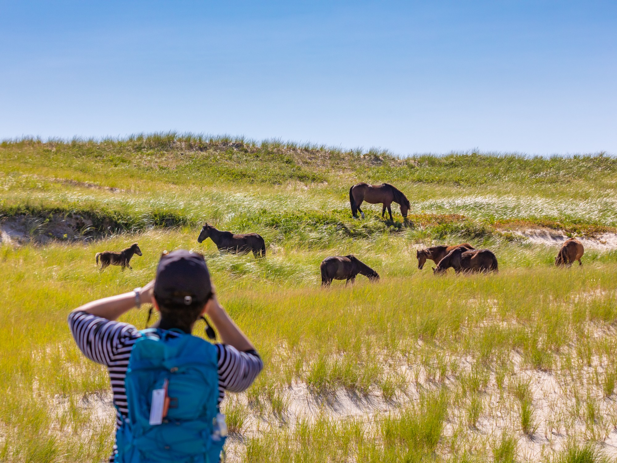 A woman photographs wild horses on Sable Island off the coast of Nova Scotia